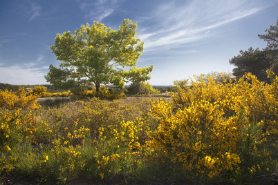 "Spring's Glory", hand-glazed photo pigment print by Anita Winstanley Roark